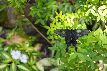 Fototapeta na wymiar 緑の葉にとまった黒いアゲハチョウ