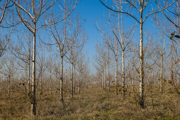 Obraz premium Trees in the forest