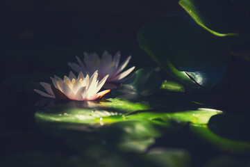 Pink lotus with green leaves on the pond. Macro image, shallow depth of field. Blurred summer...