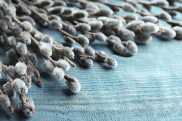 Beautiful pussy willow branches on blue wooden background, closeup