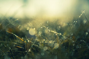 Green grass with morning dew at sunrise. Macro image, shallow depth of field. Blurred summer nature...