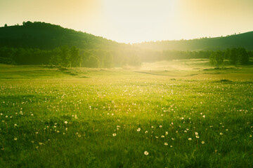 Forest meadow with fresh green grass and dandelions at sunset. Selective focus. Beautiful summer...