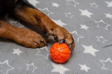 Close-up of a dog's paw with an orange ball on a gray bedspread.