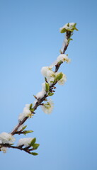 Snow-covered plum blossom on a cold, wintry day in spring against a clear blue sky. Tall vertical shot.