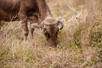 A brown cow grazing on a dry grass field