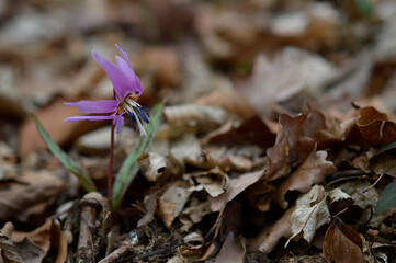 Erythronium dens-canis, Dog's tooth violet, wildflower