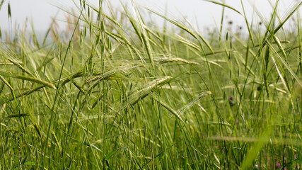 field