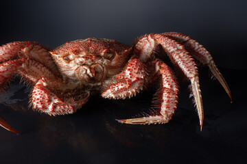 Japanese horsehair crab. Close-up of boiled crab with legs.