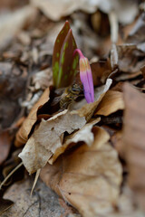 Bee on a Dog's tooth violet wildflower bloom in nature macro