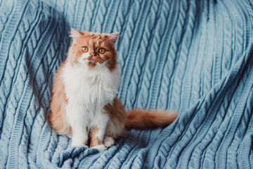 Fototapeta na wymiar A fluffy ginger cat sits on the background of a blue knitted plaid. Playful cat copy space.