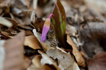 Bee on a Dog's tooth violet wildflower bloom in nature macro
