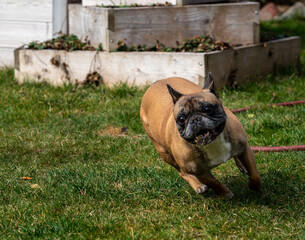 Dog (Frenchie /french bulldog)