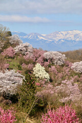 花見山・桜（福島県・福島市）