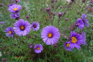 Obraz premium Half opened purple flowers of New England aster in September
