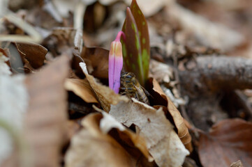 Bee on a Dog's tooth violet wildflower bloom in nature macro