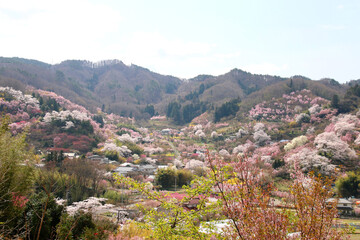 Fototapeta na wymiar 花見山・桜（福島県・福島市）