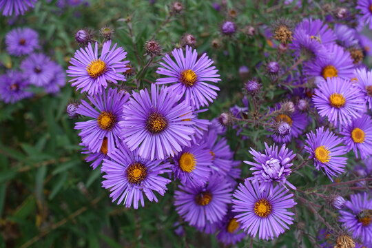 Numerous purple flowers of New England aster in Ocotber