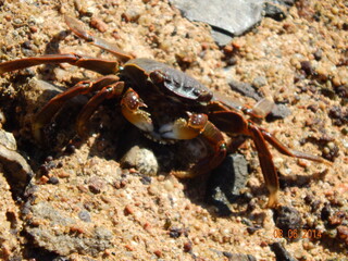 fish in the red sea in Egypt.