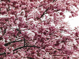Cherry blossoms under snow - wintery garden landscape in Munich Germany - Olympia park 