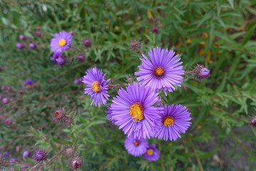 Obraz premium Purple flowers of New England aster in September