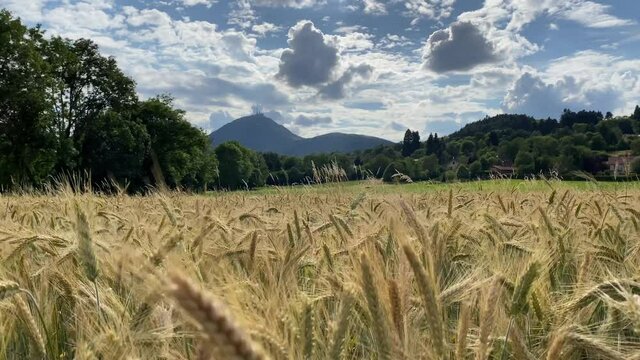 PUY DE DOME - CHAMP DE BLE - FLAT 
