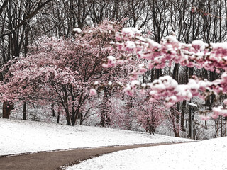 Cherry blossoms under snow - wintery garden landscape in Munich Germany - Olympia park 