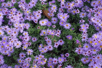 Fading violet flowers of Michaelmas daisies in October