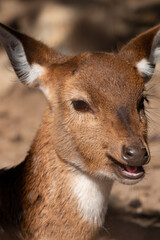 ホンシュウジカ