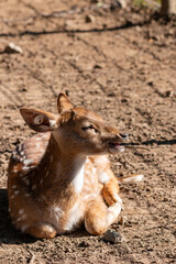 ホンシュウジカ