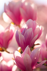 A big magnolia tree full with blossom flowers in rose pink color. Floral detail photography.