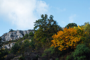 Un arbuste automnal devant une falaise. L'automne dans la campagne.