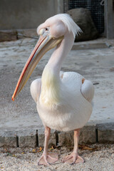 モモイロペリカン