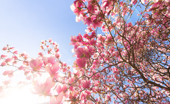 A big magnolia tree full with blossom flowers in rose pink color. Floral detail photography.