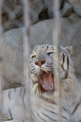 ホワイトタイガー