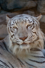 ホワイトタイガー