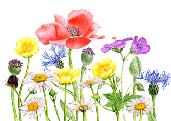 Fototapeta na wymiar watercolor drawing field flowers and plants