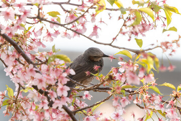 河津桜とヒヨドリ