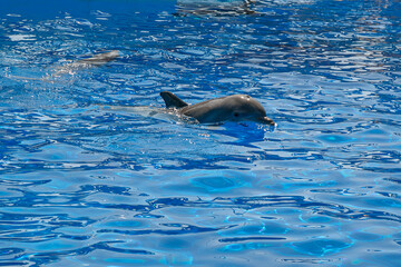 delfin  © Olga