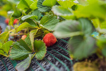 New harvest of sweet fresh outdoor red strawberry, growing outside in soil, rows with ripe tasty strawberries