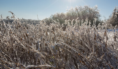 Winter forest landscape in snow and ice. Blue winter sky