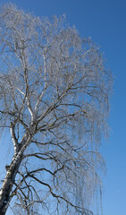 Winter forest landscape in snow and ice. Blue winter sky
