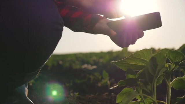 A female farmer with a digital tablet in her hands sits in rubber boots and analyzes the soil, plants. The agronomist at sunset uses modern technologies in agriculture.