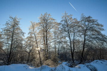 Winter forest landscape in snow and ice. Blue winter sky