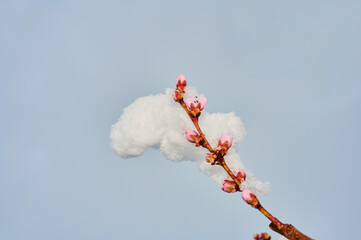 Close-up of Snow Covering Branch of a Blossoming Peach