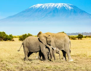 Cercles muraux Kilimandjaro Afrique. Troupeau d& 39 éléphants sauvages