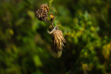 a single thistle seed head isolated on a natural green background