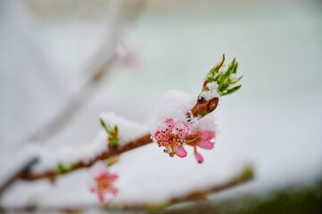 Frosty winter scenery - snow and ice covering Branch of a Blossoming Peach