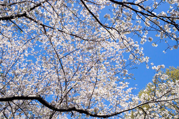 散り始めた桜の花と青く澄んだ空