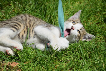 Cat playing with a toy