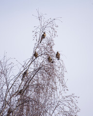 a flock of songbirds on birch branches against the sky